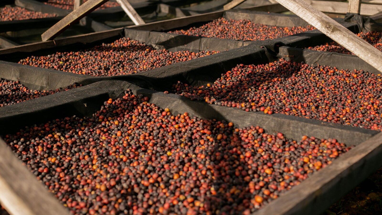 Whole coffee cherries drying in the sun on wooden racks, deep red going to brown.