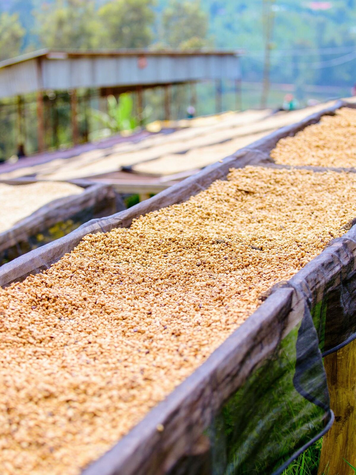 Coffee spread to dry on long raised beds, with mountains behind them.