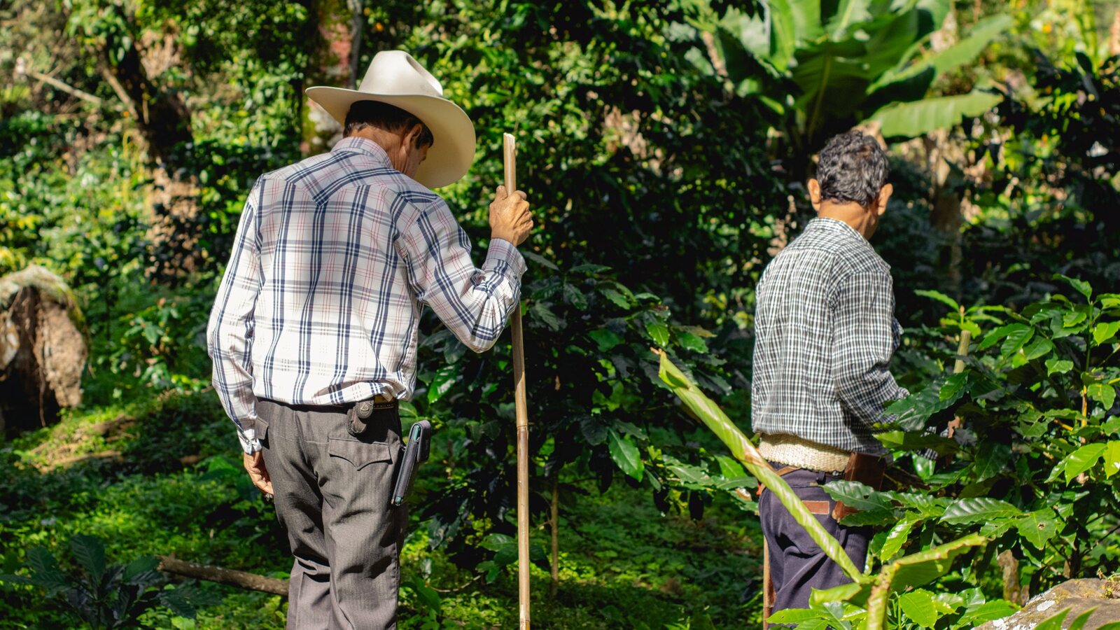 Two growers working their way along a row of coffee trees under shade.