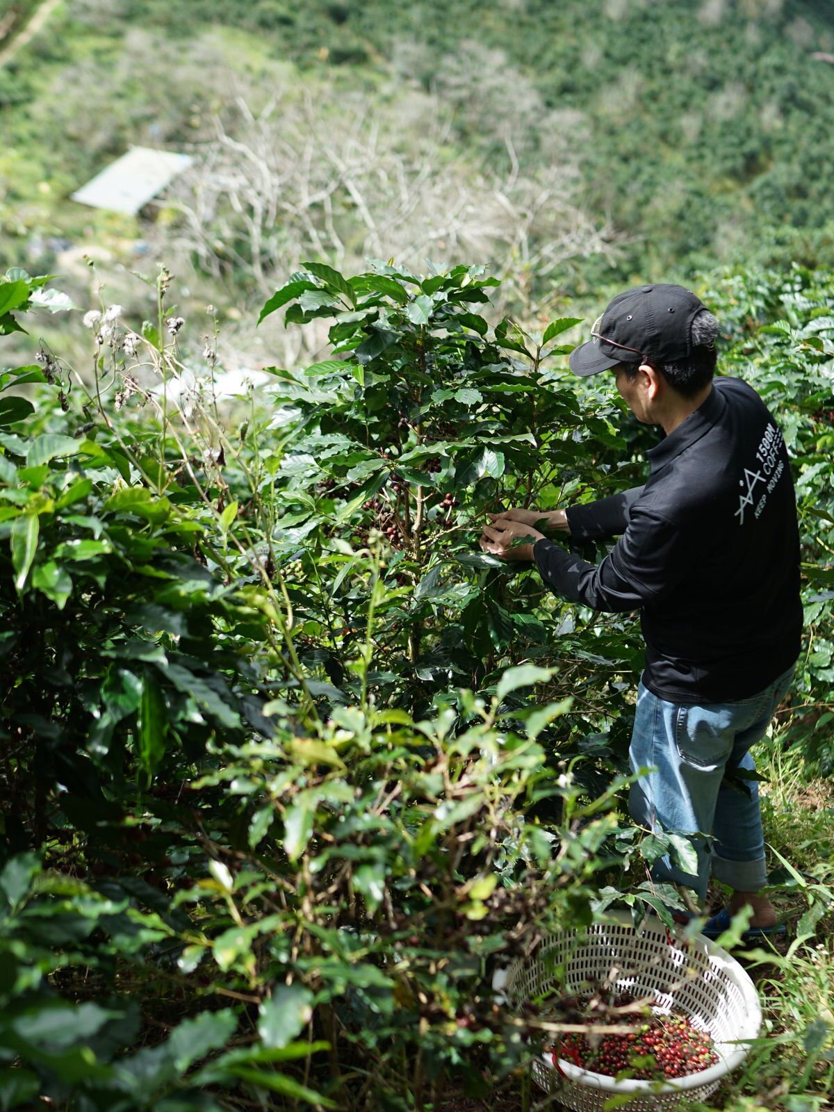 A picker working alone among coffee trees on a steep hillside.