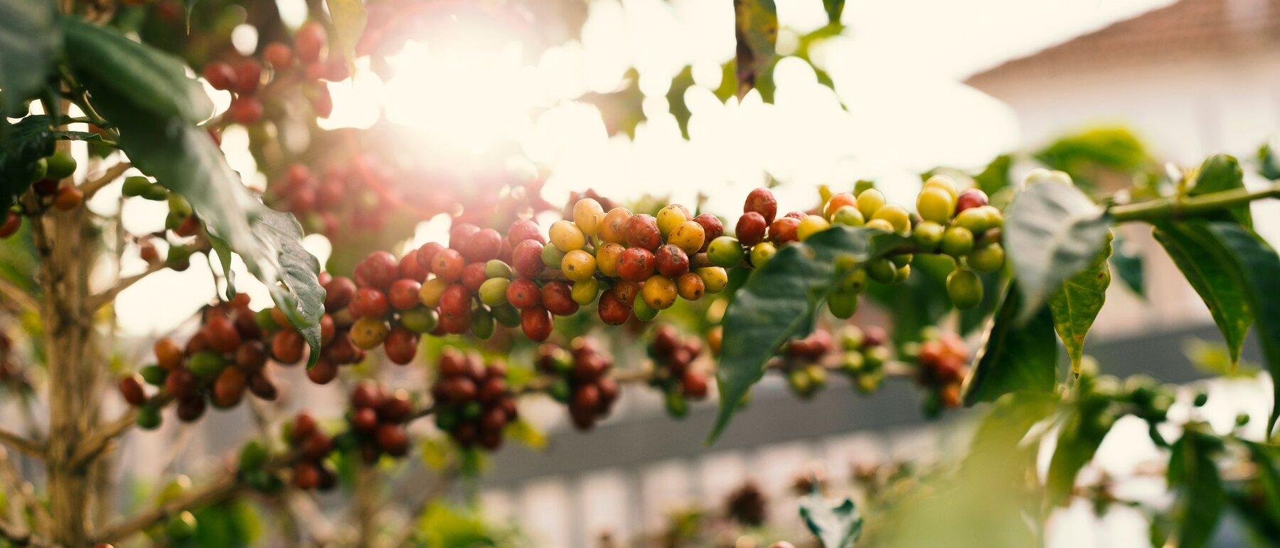Red and yellow coffee cherries ripening along a backlit branch.