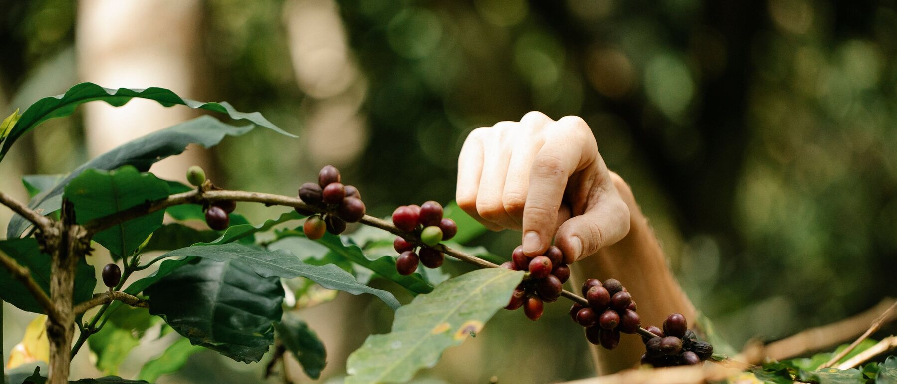 A hand taking one ripe red cherry off a coffee branch and leaving the green ones.