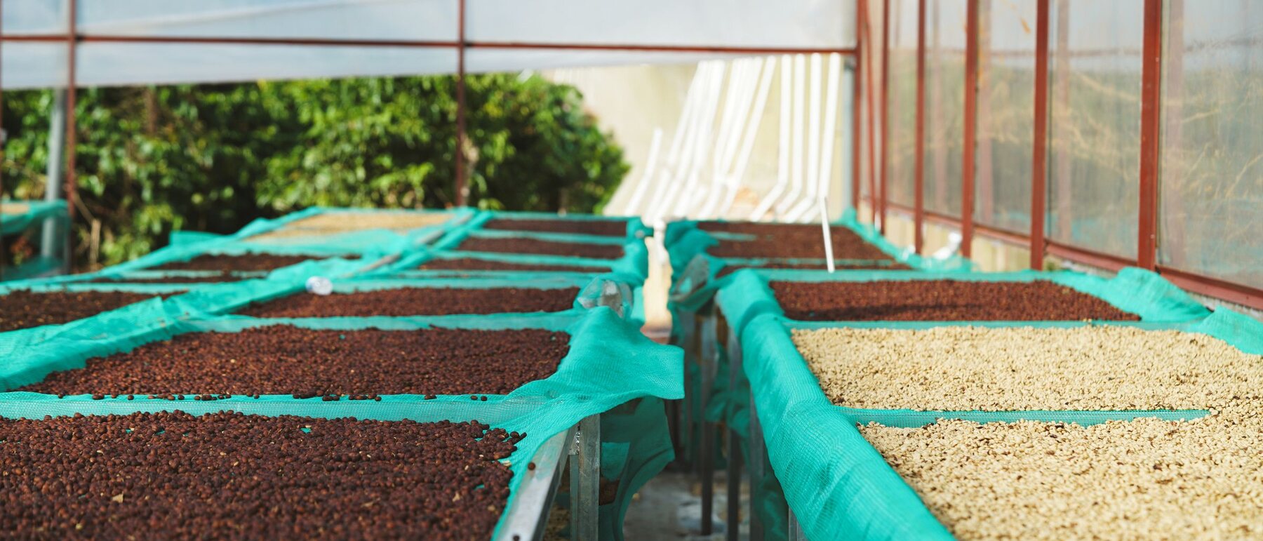 Coffee drying in a thin layer across rows of raised beds under a covered frame.